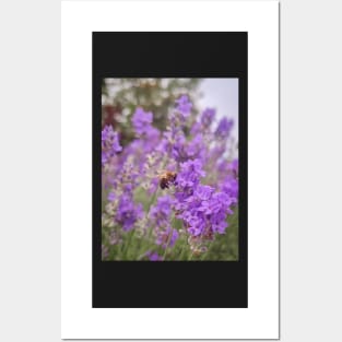 Bee on Lavender Flower Posters and Art